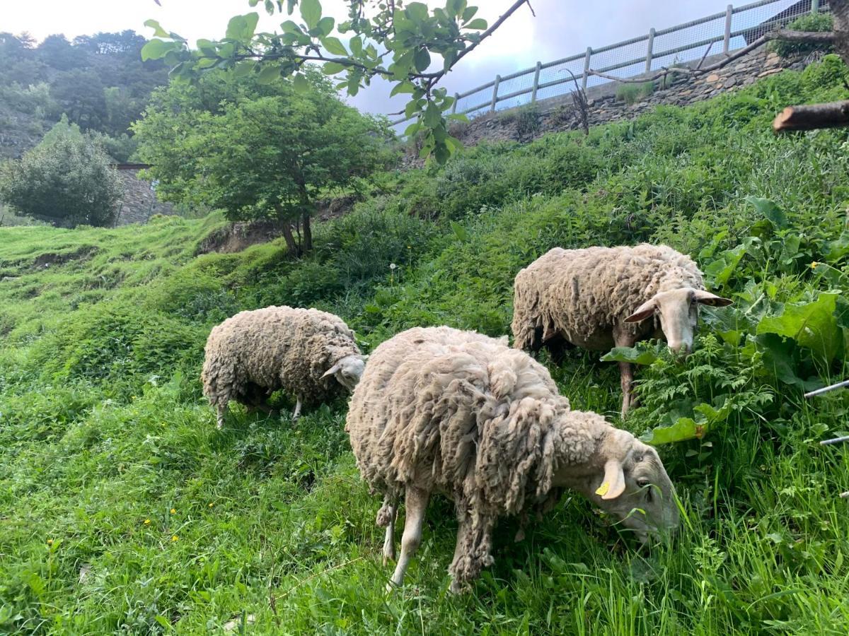Siscaro - Peu Del Riu 310 - Vall D'Incles - Soldeuアパートメント エクステリア 写真